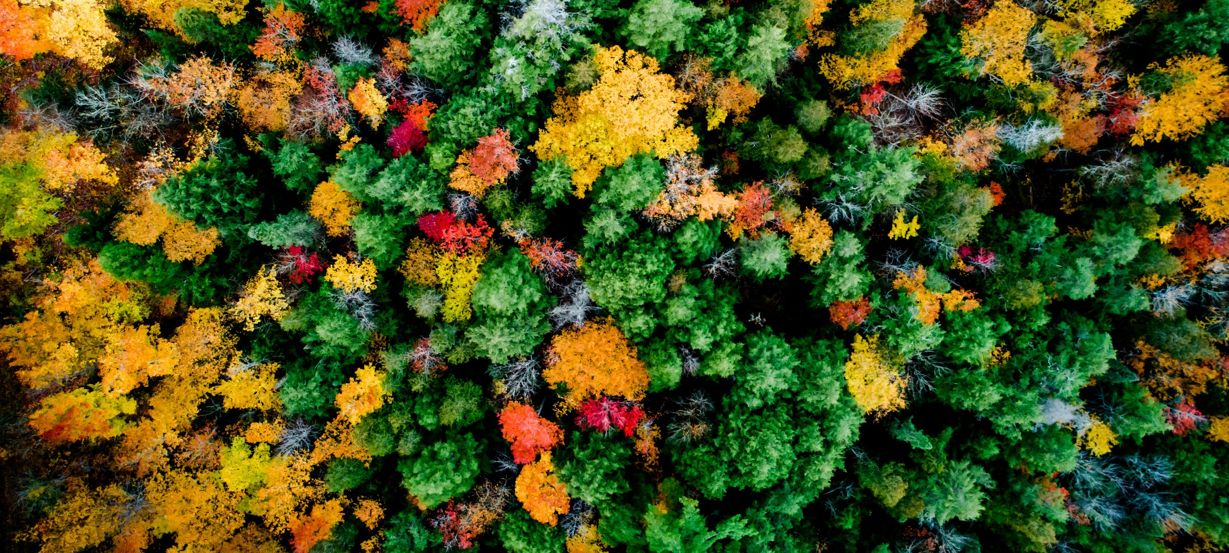 Drone image of trees with yellow, red, and green leaves