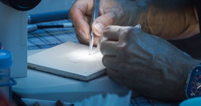 Two hands with two pairs of tweezers manipulating a small fruit fly on a tray under a light.