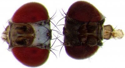 Close up of two fruit fly heads.