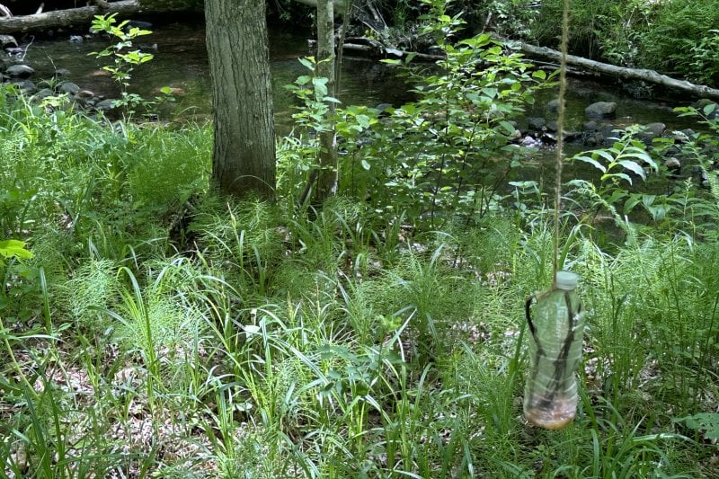 Plastic bottle hanging on a rope in the forest.