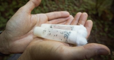 Hands holding two vials filled with fruit flies, capped with cotton.