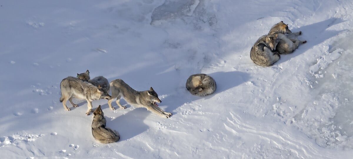 A pack of wolves reclining and stretching in the snow.