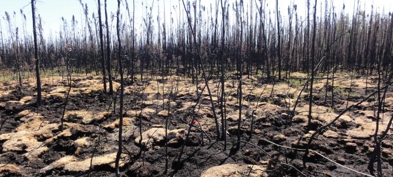 Soils Contribute Greatly To Forest Fire Carbon Emissions | Michigan ...