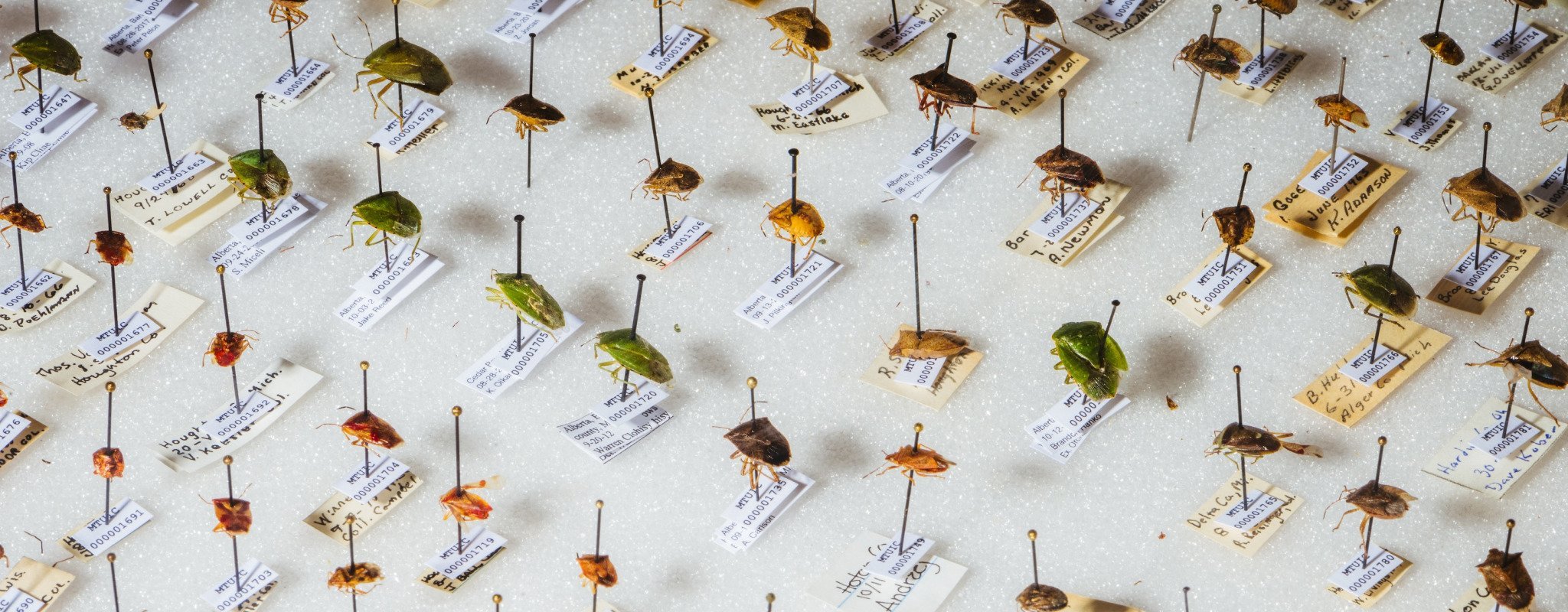 Entomological Treasures