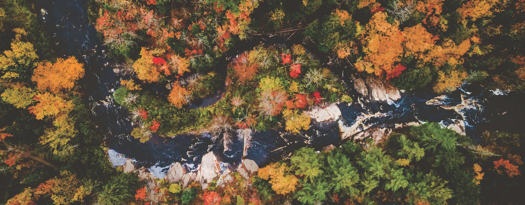 View from the Forest