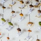 Entomological Treasures - At 10,000 specimens and counting, Michigan Tech’s first official insect collection offers a unique historical perspective of our region. Find out how the collection came together and view some of its most spectacular specimens at Michigan Tech's Unscripted research blog.