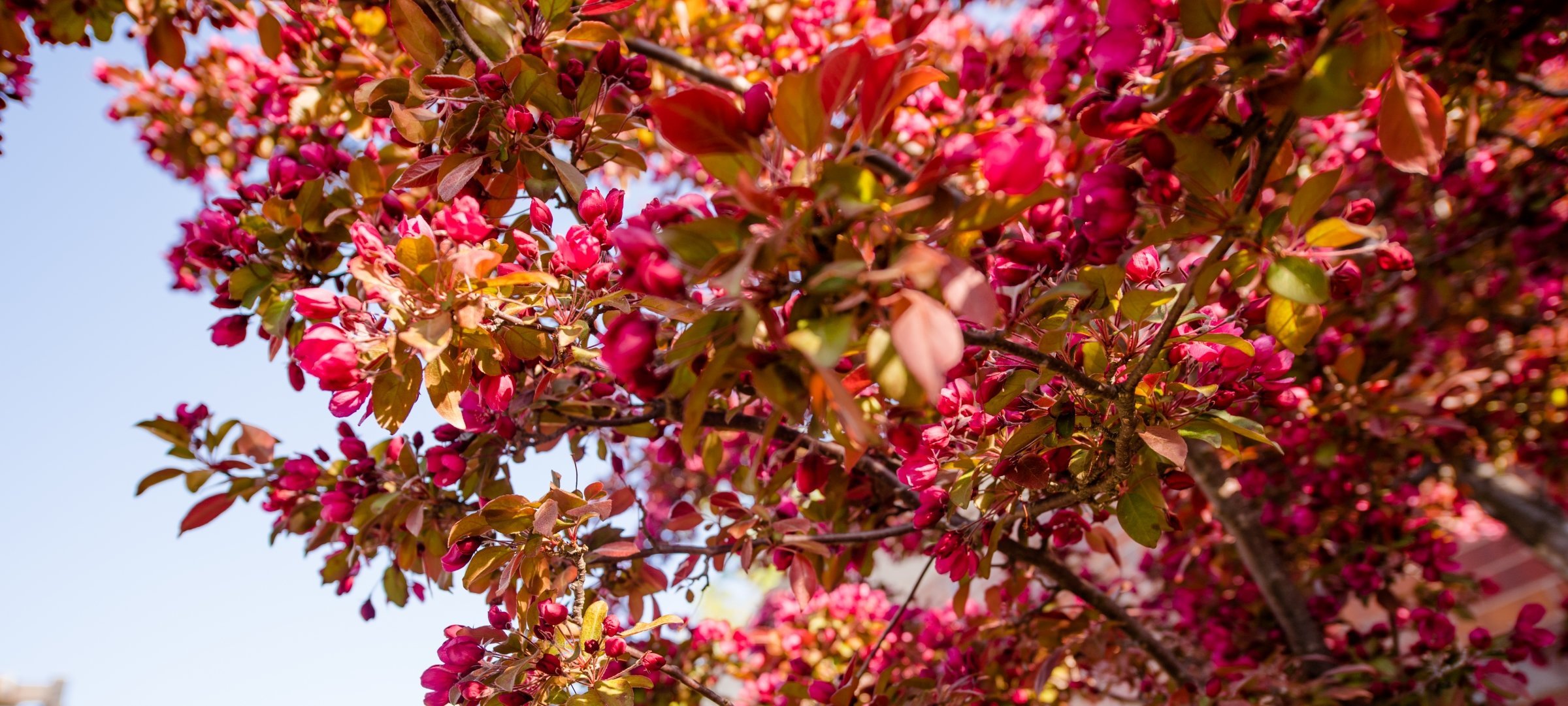 Spring on Michigan Tech campus. Flower buds on a tree beginning to bloom.