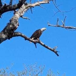 A bald eagle sitting on a tree branch.