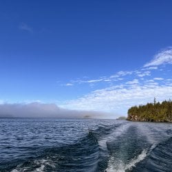 Bank of fog over the water near shore.