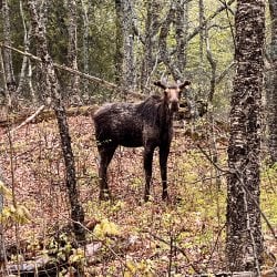 A moose looking toward the camera standing in a forest with leaes starting to bud.