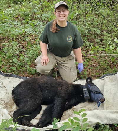 Blissick kneels next to a sedated and muzzled black bear.