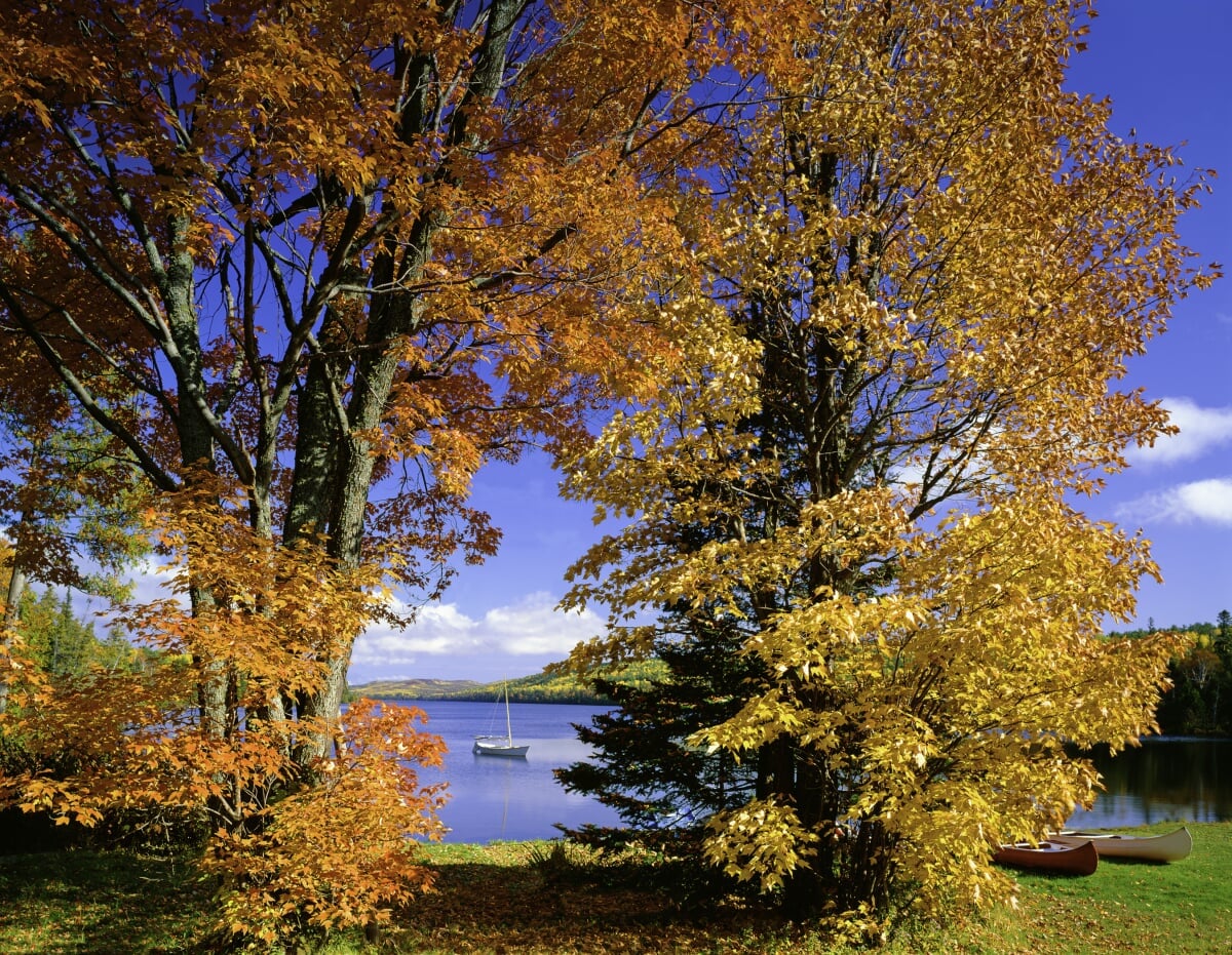 Trees with yellow and orange leaves with a boat on the water in the background.