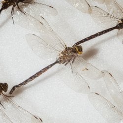 Dragonflies on a specimen board.