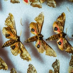 A row of eyed sphinx moths in a specimen tray.