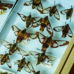 A specimen tray of hummingbird clearwing moths.