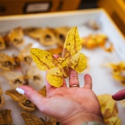 Hand holding a yellow imperial moth above a specimen tray of other moths.