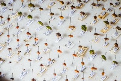 Close-up of many pinned specimens.