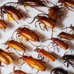 Long-horned beetles pinned in a specimen tray.