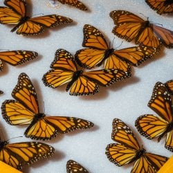 Monarch butterflies in a specimen case.