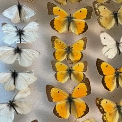 White moths and yellow moths with brown tips.