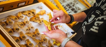 The Michigan Tech Insect Collection features contributions from educators and students across decades. The collection is an important tool for measuring and recording change in the biodiversity of the region over time.