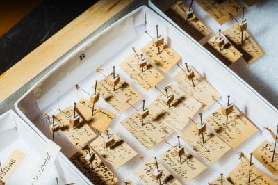 Several pinned specimens with old-looking yellowed identification tags.