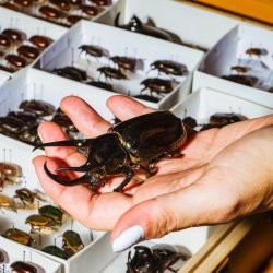 Hand holding a large beetle above other beetles in specimen trays.