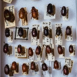 Specimen tray of beetles.