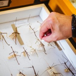 Hand picking up a walking stick specimen from a tray of them.