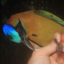 A colorful Amazonian motmot with a blue head and green feathers perches on a researcher's hand.