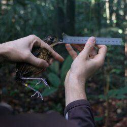 A researcher holds up a ruler-type measuring device next to a bird's beak, held in their hand with its banded feet hanging out below.