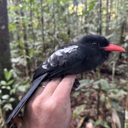 A black nunbird with a bright red beak and some white wing feathers perches on a researcher's hand.