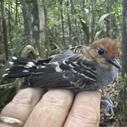 A black, gray, and brown-feathered common scale-backed antbird peers with one bright black eye as it's held.