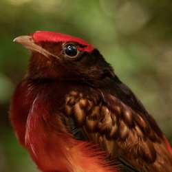 A red-plumed Guianan Red-Cotinga with brown wings and beak sits in a researcher's hand.