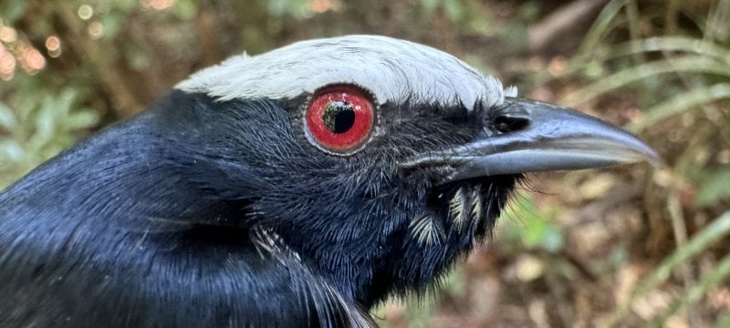 A white-crowned manakin—black bird with large red eye and white crest on its head.