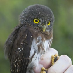 A golden-eyed Amazonian pygmy owl with a puffy-feathered round head sits in a bird bander's hand with its claws between the researcher's fingers.