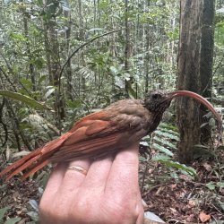 A red-billed scythebill with a long, downward-curving beak perches on a researcher's hand.