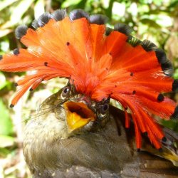 A tropcial royal flycatcher with a large, bright-orange and black-tipped, fanned crest on its head and its beak wide open.