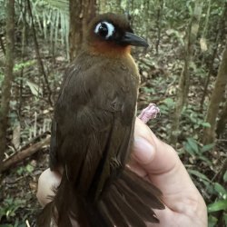 A rufous-throated antbird, brown with some red-orange around the throat and white around the eye, is held in the hand of a researcher.