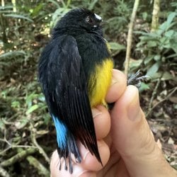 A hand holding a mostly black bird with some blue on its tail feathers, yellow belly, and white just above its beak.