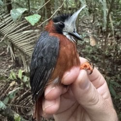 A white-plumed antbird is supported by its feet as it perches in the hand of a researcher.