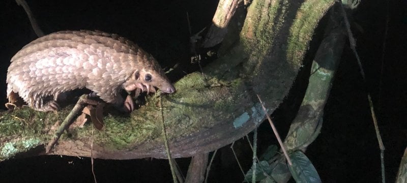 Be Brief: Pangolin | Research Blog | Michigan Tech