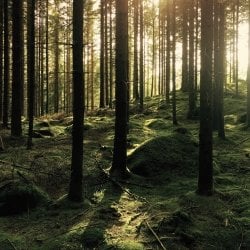 Forest in Sweden