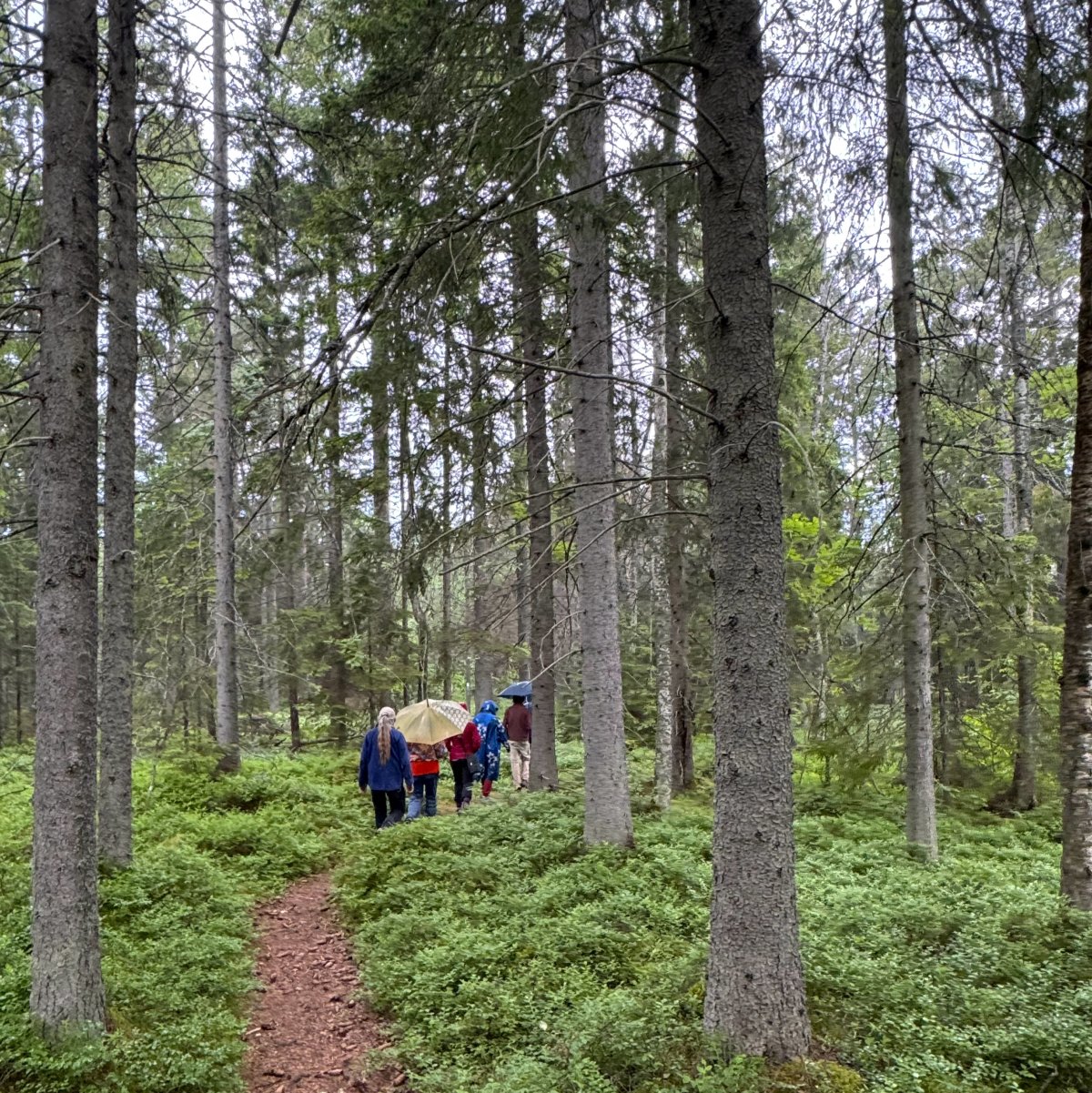 Hiking in Swedish woods.