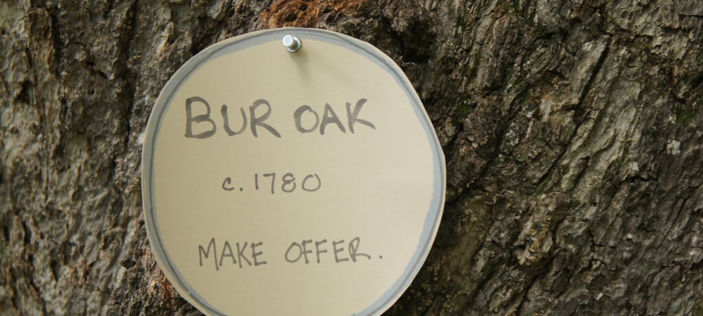 Lisa Gordillo, "or best offer," silent auction of Bur Oak trees at the Iowa Lakeside Lab, Okoboji, IA A small sign pinned to an oak tree reads, "Bur Oak, c. 1760, Make Offer."